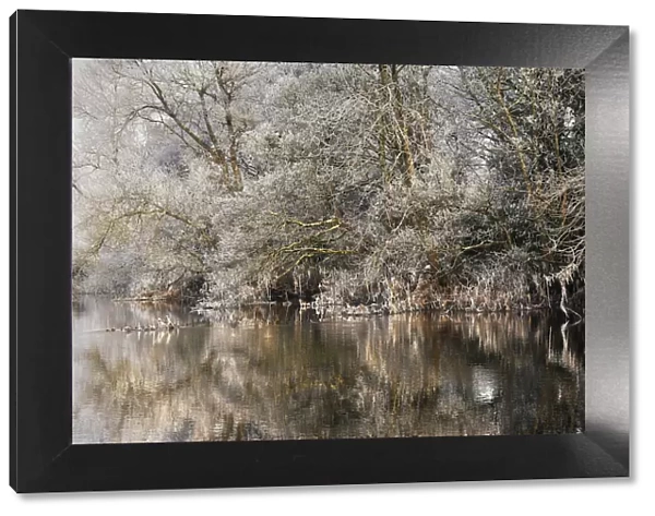 Frosted trees reflected in a calm river on a cloudy morning in County Galway, Connacht