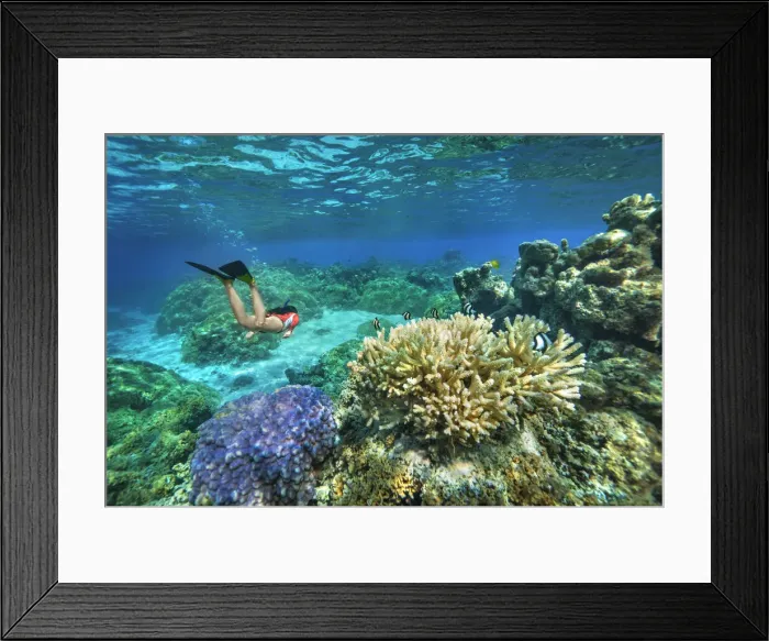 Framed Print : An athletic woman free-diving through a colorful reef of French Polynesia Framed Print : An athletic woman free-diving through a colorful reef of French Polynesia