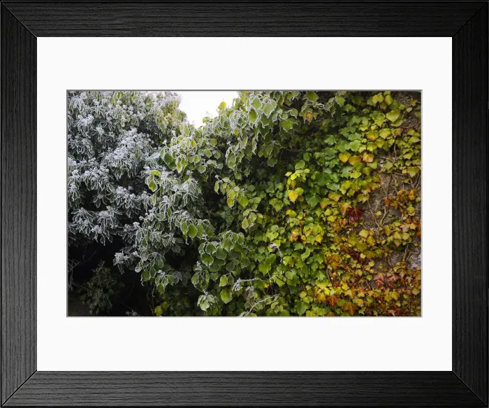Framed Print : Four seasons in one image as frost forms on green vines, Galway, Connacht Framed Print : Four seasons in one image as frost forms on green vines, Galway, Connacht