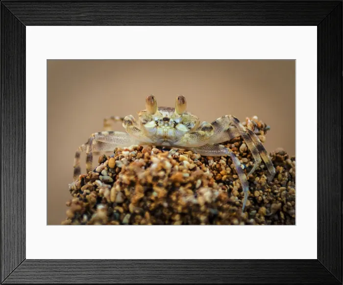Framed Print : A macro close-up of a small beach crab in Hawaii, United States of America, Pacific Framed Print : A macro close-up of a small beach crab in Hawaii, United States of America, Pacific