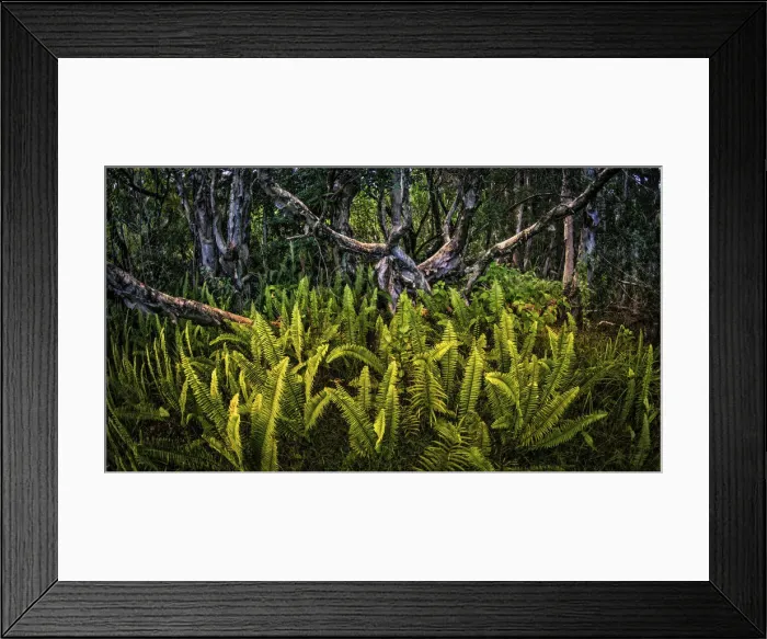 Framed Print : Paper bark (Melaleuca quinquenervia) cajeput tree forest Framed Print : Paper bark (Melaleuca quinquenervia) cajeput tree forest
