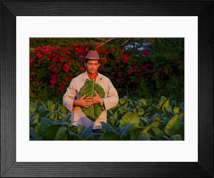Framed Print : Tobacco farmer illuminated by the setting sun, Pinar del Rio, Cuba, West Indies Framed Print : Tobacco farmer illuminated by the setting sun, Pinar del Rio, Cuba, West Indies
