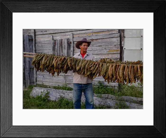 Framed Print : Tobacco farmer holding dried tobacco leaves, Pinar del Rio, Cuba, West Indies Framed Print : Tobacco farmer holding dried tobacco leaves, Pinar del Rio, Cuba, West Indies