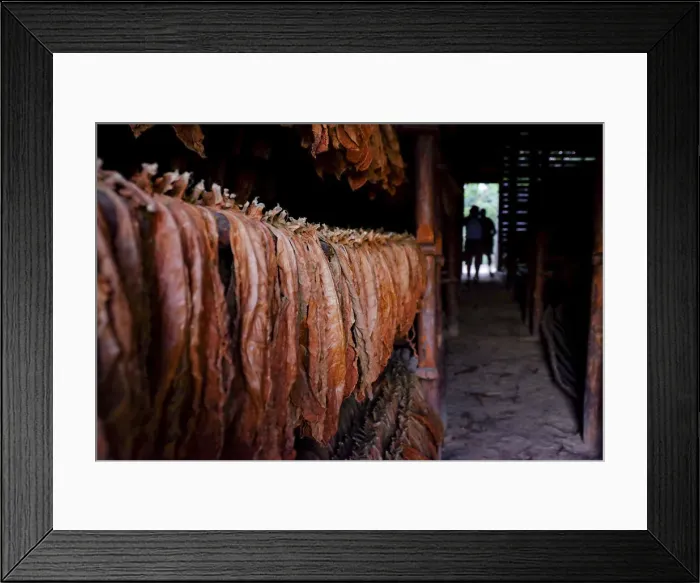 Framed Print : Tobacco leaves drying in a barn, Pinar del Rio, Cuba, West Indies, Central America Framed Print : Tobacco leaves drying in a barn, Pinar del Rio, Cuba, West Indies, Central America