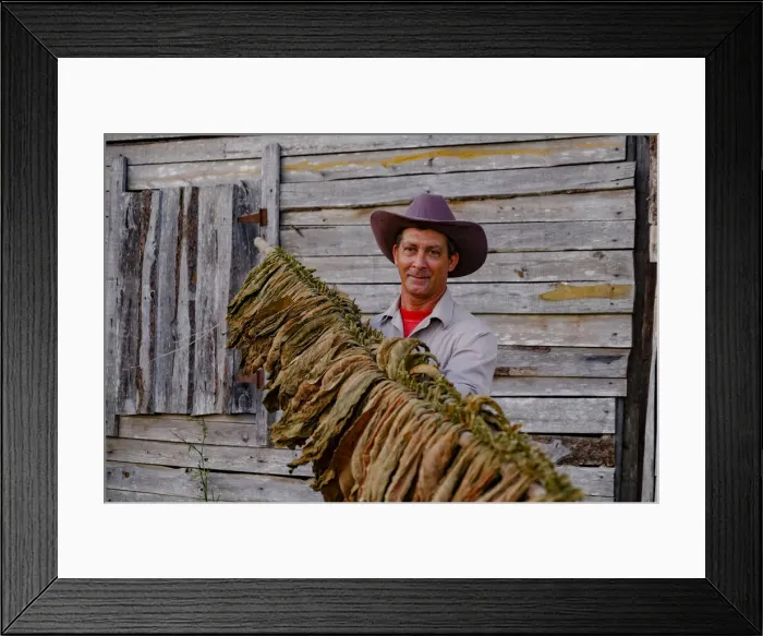 Framed Print : Tobacco farmer proudly displaying dried tobacco leaves, Pinar del Rio, Cuba, West Indies Framed Print : Tobacco farmer proudly displaying dried tobacco leaves, Pinar del Rio, Cuba, West Indies