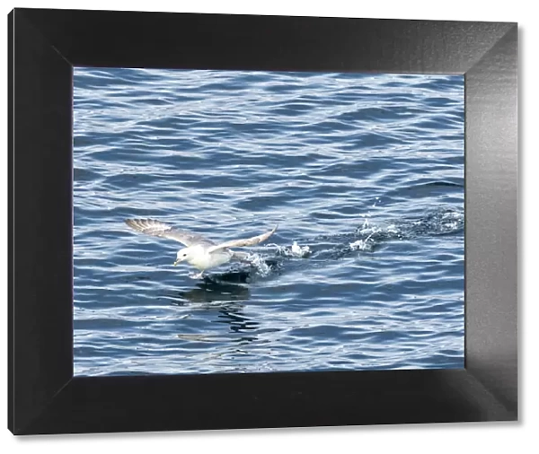 An adult northern fulmar (Fulmarus glacialis), taking flight off the east coast of