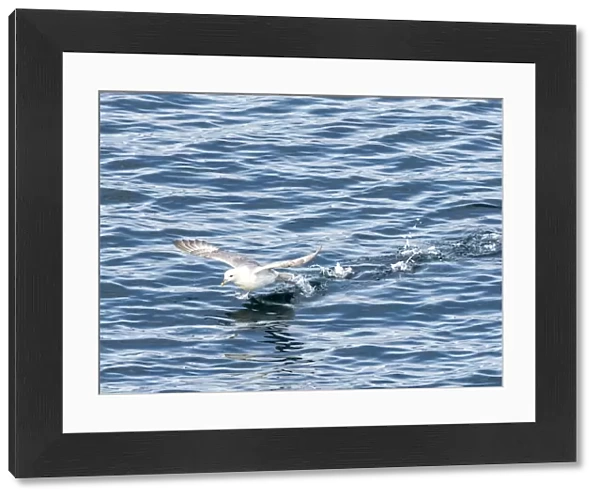 An adult northern fulmar (Fulmarus glacialis), taking flight off the east coast of