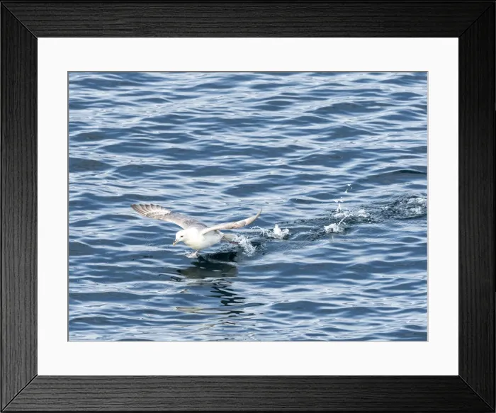 Framed Print : An adult northern fulmar (Fulmarus glacialis), taking flight off the east coast of Framed Print : An adult northern fulmar (Fulmarus glacialis), taking flight off the east coast of