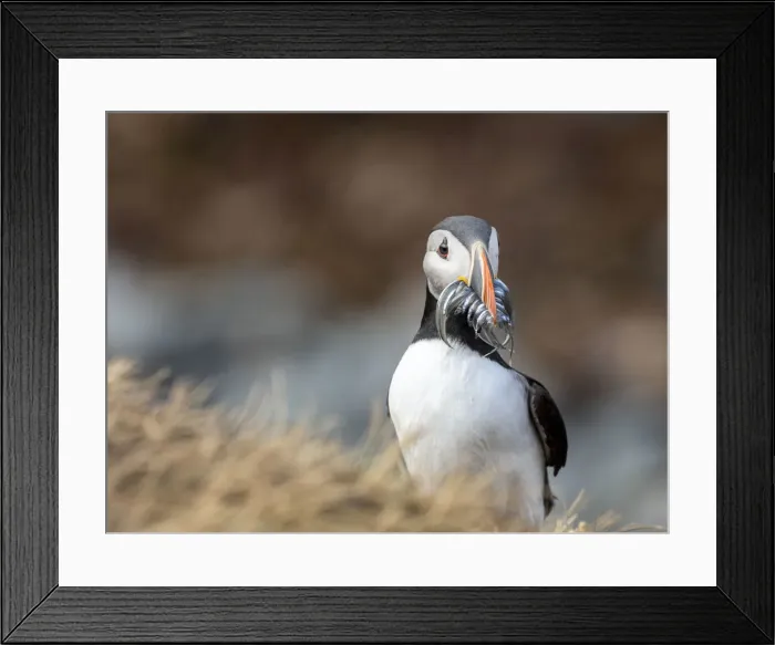 Framed Print : Adult Atlantic puffin (Fratercula arctica), returning to the nest site with fish Framed Print : Adult Atlantic puffin (Fratercula arctica), returning to the nest site with fish