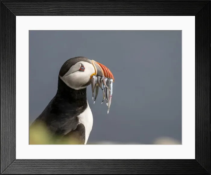 Framed Print : Adult Atlantic puffin (Fratercula arctica), returning to the nest site with fish Framed Print : Adult Atlantic puffin (Fratercula arctica), returning to the nest site with fish