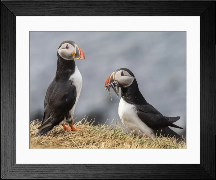 Framed Print : Adult Atlantic puffins (Fratercula arctica), returning to the nest site with fish Framed Print : Adult Atlantic puffins (Fratercula arctica), returning to the nest site with fish