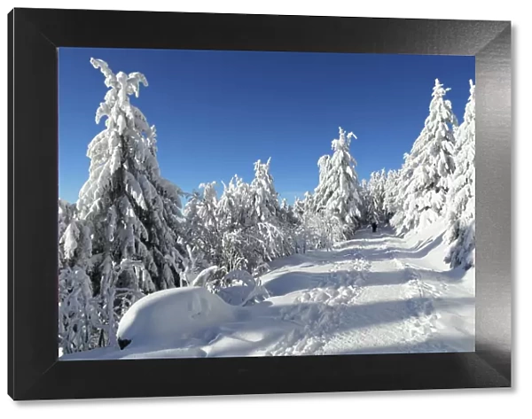 Hiking trail in winter, Hornisgrinde mountain, Black Forest, Baden Wurttemberg, Germany