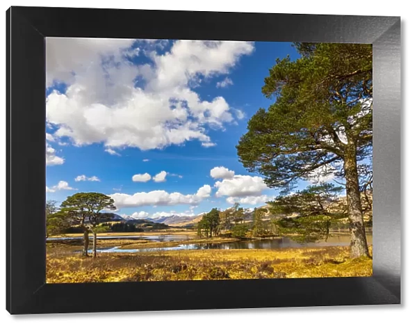 Scots Pine trees on the shores of Loch Tulla, Argyll and Bute, Scottish Highlands