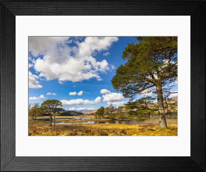 Framed Print : Scots Pine trees on the shores of Loch Tulla, Argyll and Bute, Scottish Highlands Framed Print : Scots Pine trees on the shores of Loch Tulla, Argyll and Bute, Scottish Highlands