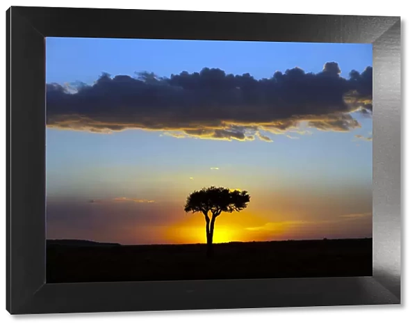 African tree at sunset, Masai Mara National Reserve, Kenya, East Africa, Africa