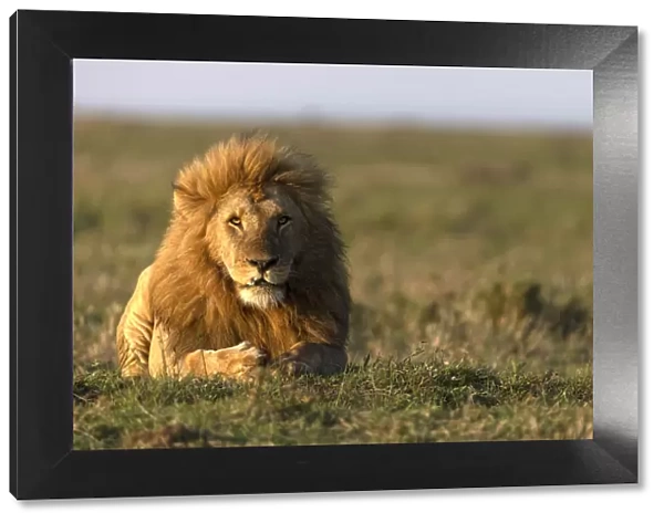 Male lion (Panthera leo) in savanna, Masai Mara National Reserve, Kenya, East Africa