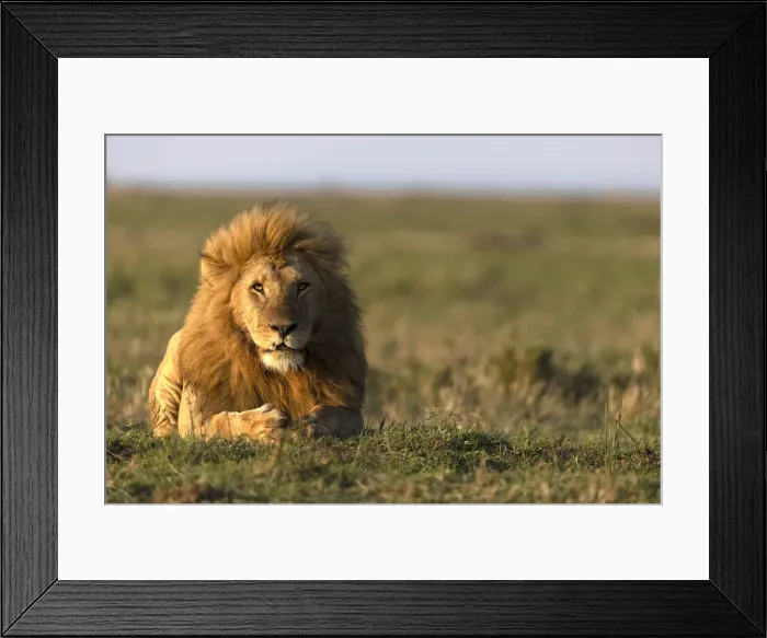 Framed Print : Male lion (Panthera leo) in savanna, Masai Mara National Reserve, Kenya, East Africa Framed Print : Male lion (Panthera leo) in savanna, Masai Mara National Reserve, Kenya, East Africa