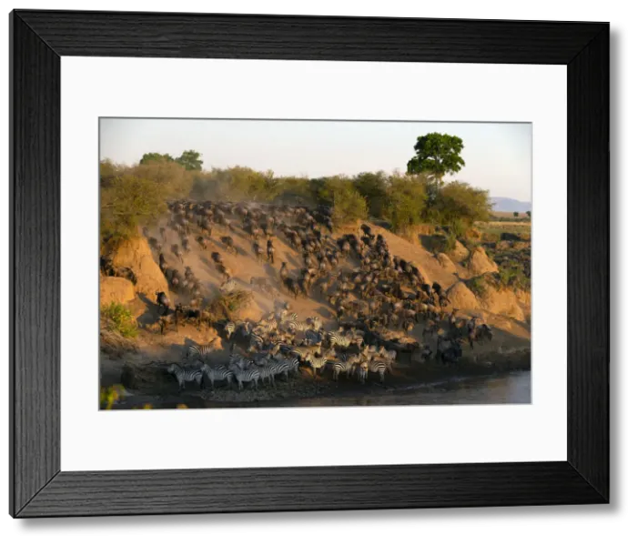 Framed Print : Migratory blue wildebeest (Connochaetes taurinus) crossing the Mara River Framed Print : Migratory blue wildebeest (Connochaetes taurinus) crossing the Mara River