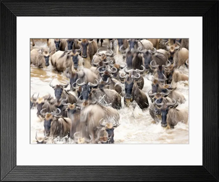 Framed Print : Migratory blue wildebeest (Connochaetes taurinus) crossing the Mara River Framed Print : Migratory blue wildebeest (Connochaetes taurinus) crossing the Mara River