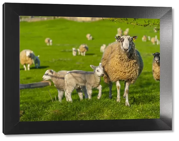 View of sheep and spring lambs in Elmton Village, Bolsover, Chesterfield, Derbyshire