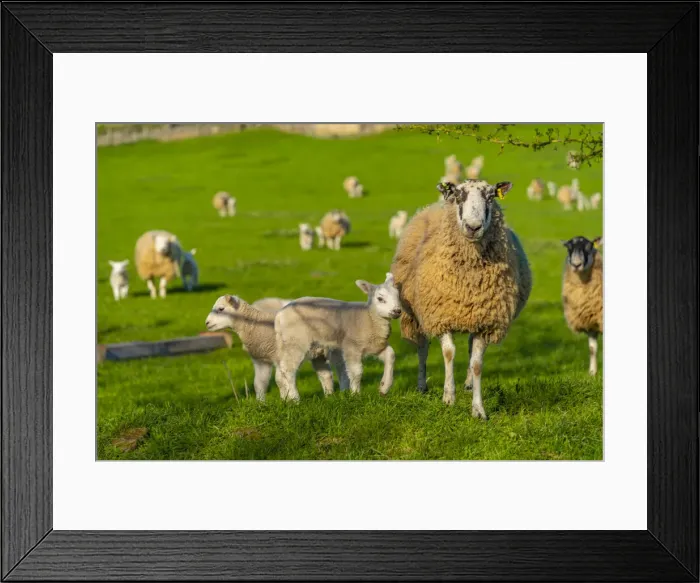 Framed Print : View of sheep and spring lambs in Elmton Village, Bolsover, Chesterfield, Derbyshire Framed Print : View of sheep and spring lambs in Elmton Village, Bolsover, Chesterfield, Derbyshire