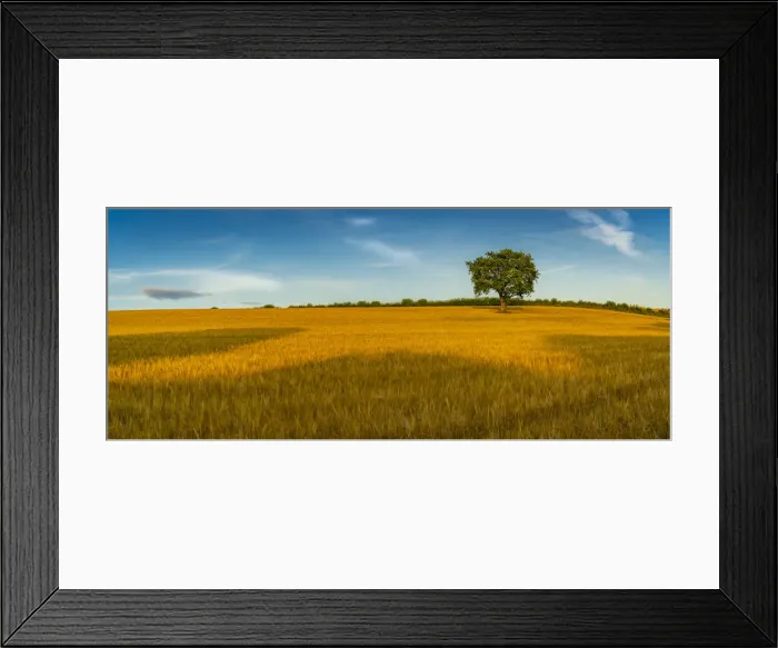 Framed Print : Field of golden barley and single tree, Glapwell, Chesterfield, Derbyshire, England Framed Print : Field of golden barley and single tree, Glapwell, Chesterfield, Derbyshire, England