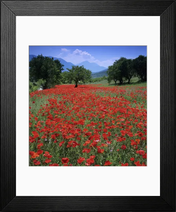 Framed Print : Red poppies growing in the Umbrian countryside, Umbria, Italy, Europe Framed Print : Red poppies growing in the Umbrian countryside, Umbria, Italy, Europe