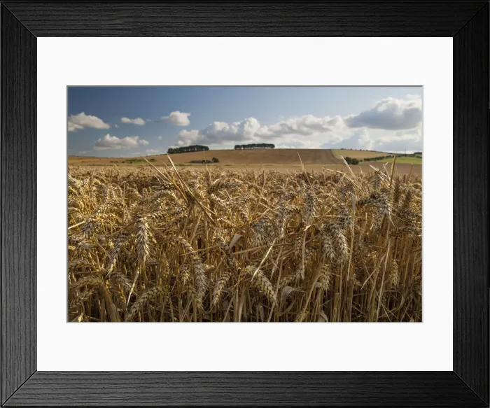Framed Print : Golden wheatfield below Hackpen Hill, near Wantage, Oxfordshire, England, United Kingdom Framed Print : Golden wheatfield below Hackpen Hill, near Wantage, Oxfordshire, England, United Kingdom