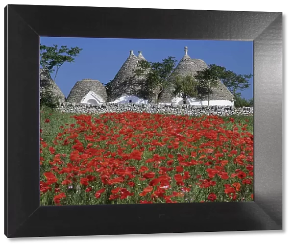 Trulli houses with red poppy field in foreground, near Alberobello, Apulia, Italy, Europe