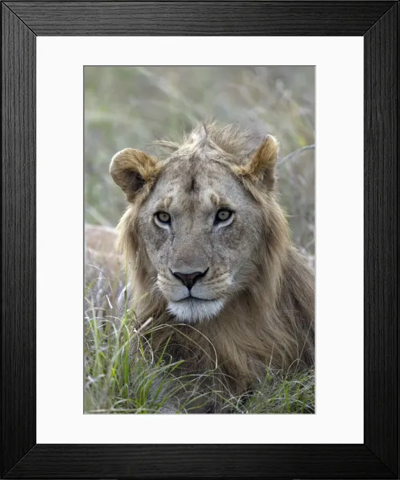 Framed Print : Young male lion (Panthera leo) in savanna, Masai Mara National Park, Kenya, East Africa