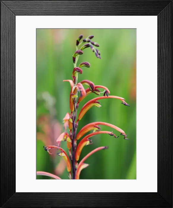 Framed Print : Two-colour Cobra Lily (Bicolour Cobra Lily) (Chasmanthe bicolor), Cape Town, Western Cape Framed Print : Two-colour Cobra Lily (Bicolour Cobra Lily) (Chasmanthe bicolor), Cape Town, Western Cape