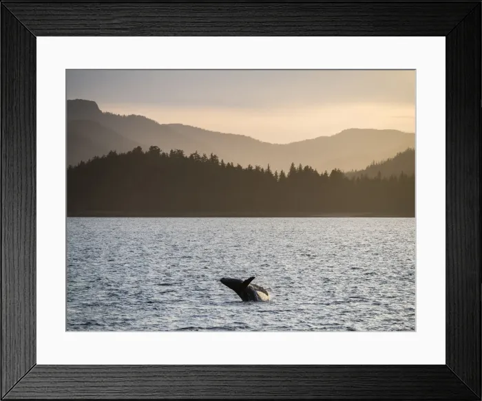 Framed Print : Young humpback whale (Megaptera novaeangliae), breaching at sunset in Peril Strait Framed Print : Young humpback whale (Megaptera novaeangliae), breaching at sunset in Peril Strait