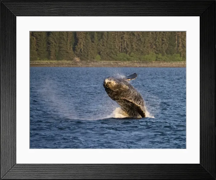 Framed Print : Young humpback whale (Megaptera novaeangliae), breaching in Peril Strait
