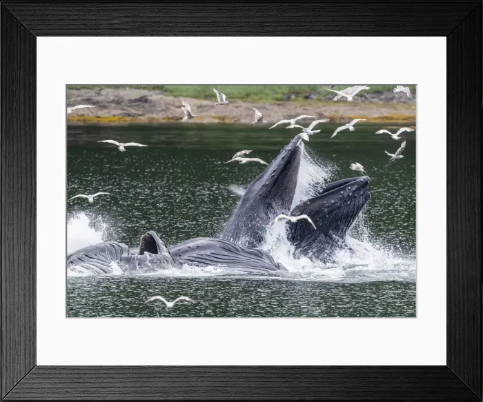 Framed Print : Adult humpback whales (Megaptera novaeangliae), bubble-net feeding near Morris Reef Framed Print : Adult humpback whales (Megaptera novaeangliae), bubble-net feeding near Morris Reef