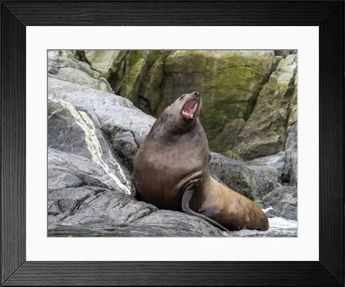 Framed Print : Steller sea lion (Eumetopias jubatus), hauled out on South Marble Island