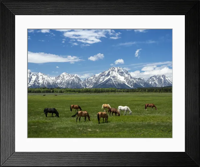 Framed Print : Adult horses (Equus ferus caballus), grazing at the foot of the Grand Teton Mountains Framed Print : Adult horses (Equus ferus caballus), grazing at the foot of the Grand Teton Mountains