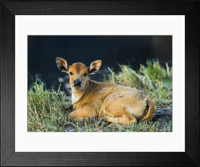 Framed Print : Newborn calf, Salenrang village, in karst limestone region, Rammang-Rammang, Maros Framed Print : Newborn calf, Salenrang village, in karst limestone region, Rammang-Rammang, Maros