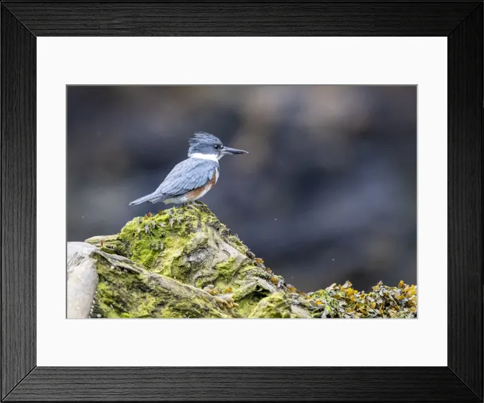 Framed Print : An adult female belted kingfisher (Megaceryle alcyon), Misty Fjords National Monument Framed Print : An adult female belted kingfisher (Megaceryle alcyon), Misty Fjords National Monument