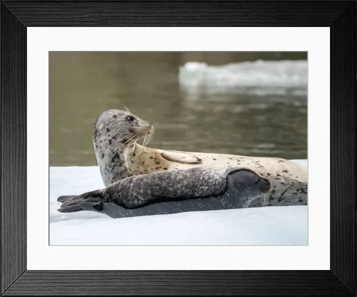 Framed Print : Harbor seal (Phoca vitulina), mother and pup on ice at South Sawyer Glacier, Tracy Arm Framed Print : Harbor seal (Phoca vitulina), mother and pup on ice at South Sawyer Glacier, Tracy Arm