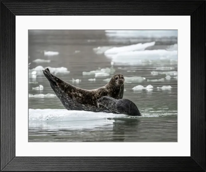Framed Print : Harbor seal (Phoca vitulina), mother with pup at South Sawyer Glacier, Tracy Arm Framed Print : Harbor seal (Phoca vitulina), mother with pup at South Sawyer Glacier, Tracy Arm