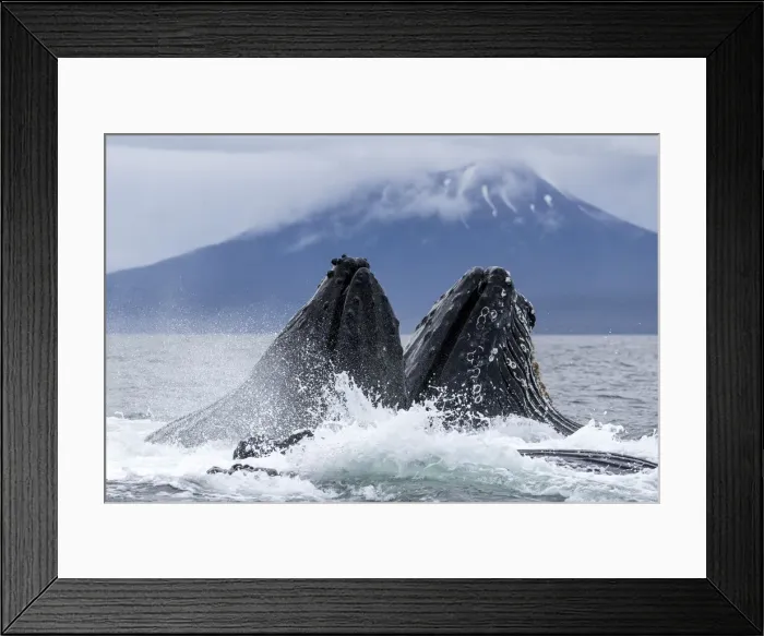 Framed Print : Adult humpback whales (Megaptera novaeangliae), bubble-net feeding in Sitka Sound Framed Print : Adult humpback whales (Megaptera novaeangliae), bubble-net feeding in Sitka Sound