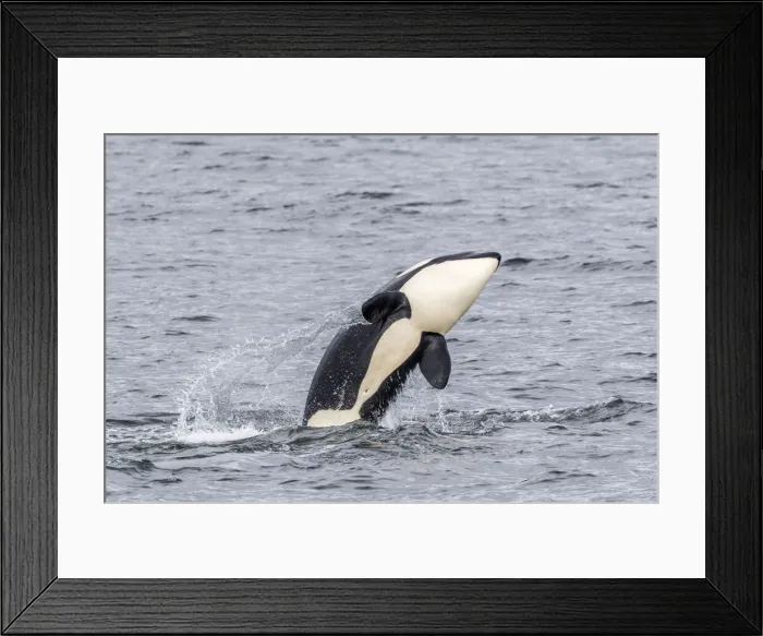 Framed Print : Killer whale (Orcinus orca), calf breaching near the Cleveland Peninsula Framed Print : Killer whale (Orcinus orca), calf breaching near the Cleveland Peninsula