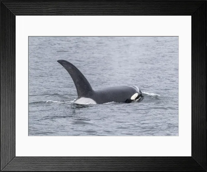 Framed Print : Adult bull killer whale (Orcinus orca), surfacing near the Cleveland Peninsula Framed Print : Adult bull killer whale (Orcinus orca), surfacing near the Cleveland Peninsula