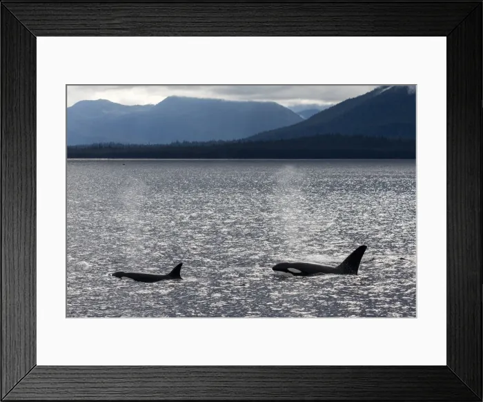 Framed Print : Adult bull killer whales (Orcinus orca), surfacing near the Cleveland Peninsula Framed Print : Adult bull killer whales (Orcinus orca), surfacing near the Cleveland Peninsula