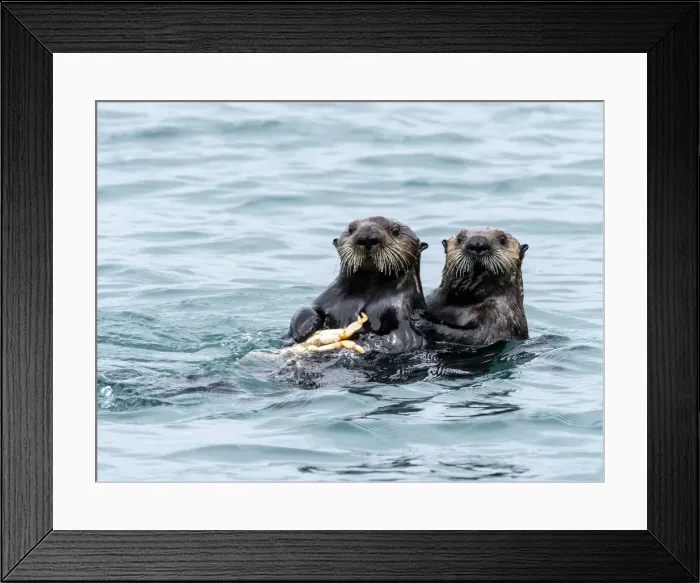 Framed Print : A mother sea otter (Enhydra lutris) eating a Dungeness crab with her pup in the Inian Framed Print : A mother sea otter (Enhydra lutris) eating a Dungeness crab with her pup in the Inian