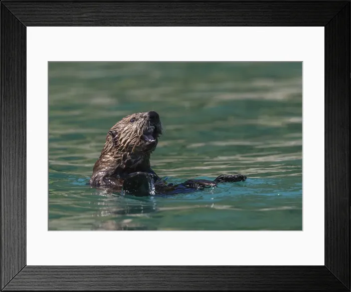 Framed Print : A young sea otter (Enhydra lutris), in the Inian Islands, Southeast Alaska Framed Print : A young sea otter (Enhydra lutris), in the Inian Islands, Southeast Alaska