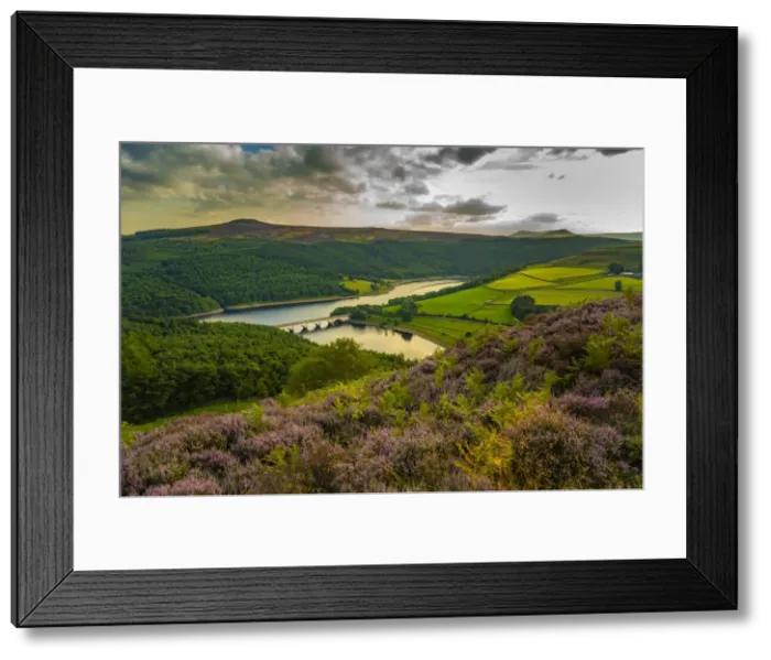 Framed Print : View of Ladybower Reservoir and flowering purple heather, Peak District National Park Framed Print : View of Ladybower Reservoir and flowering purple heather, Peak District National Park