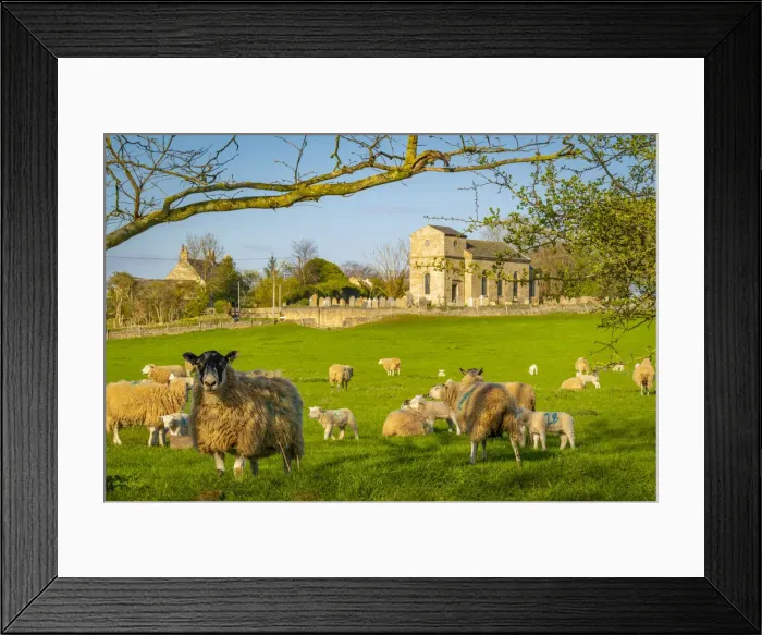 Framed Print : View of sheep and spring lambs in Elmton Village, Bolsover, Chesterfield, Derbyshire Framed Print : View of sheep and spring lambs in Elmton Village, Bolsover, Chesterfield, Derbyshire