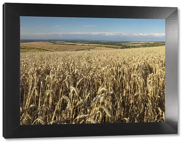 Panoramic of golden wheatfield below Devils Punchbowl on Hackpen Hill, Wantage