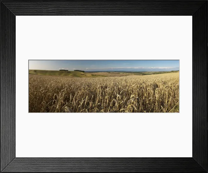 Framed Print : Panoramic of golden wheatfield below Devils Punchbowl on Hackpen Hill, Wantage Framed Print : Panoramic of golden wheatfield below Devils Punchbowl on Hackpen Hill, Wantage